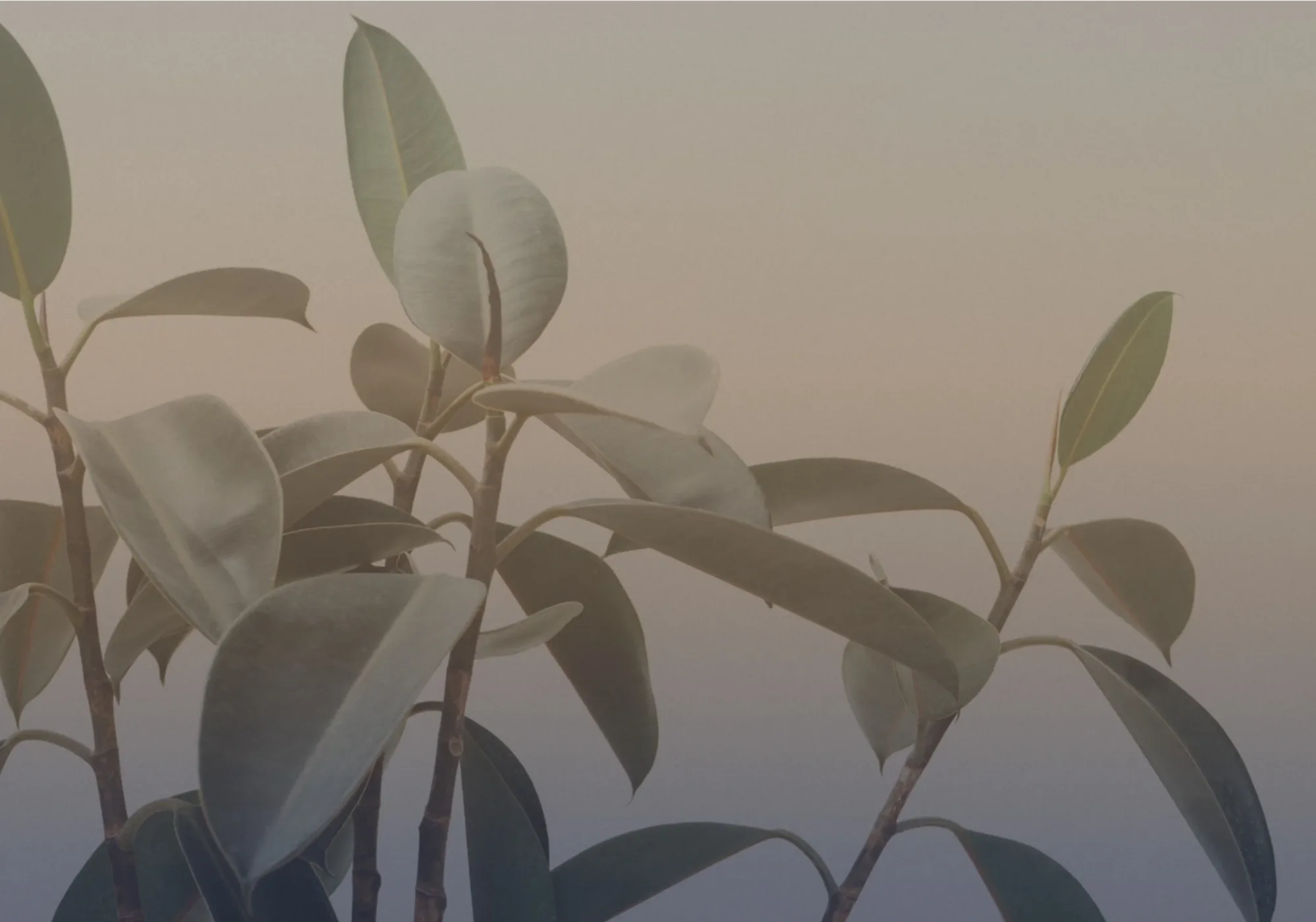 A green plant in soft light