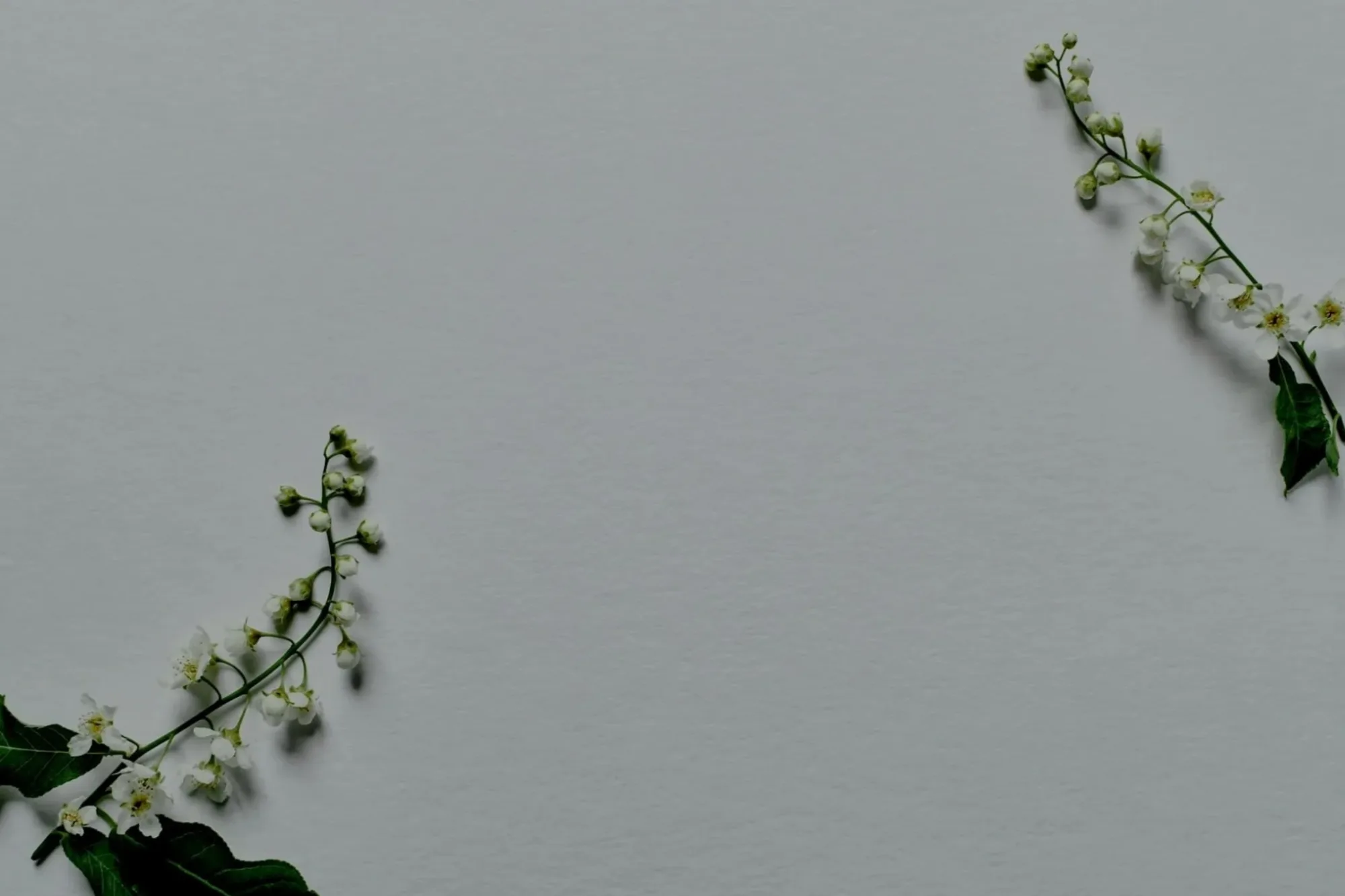 A soft blossom branch