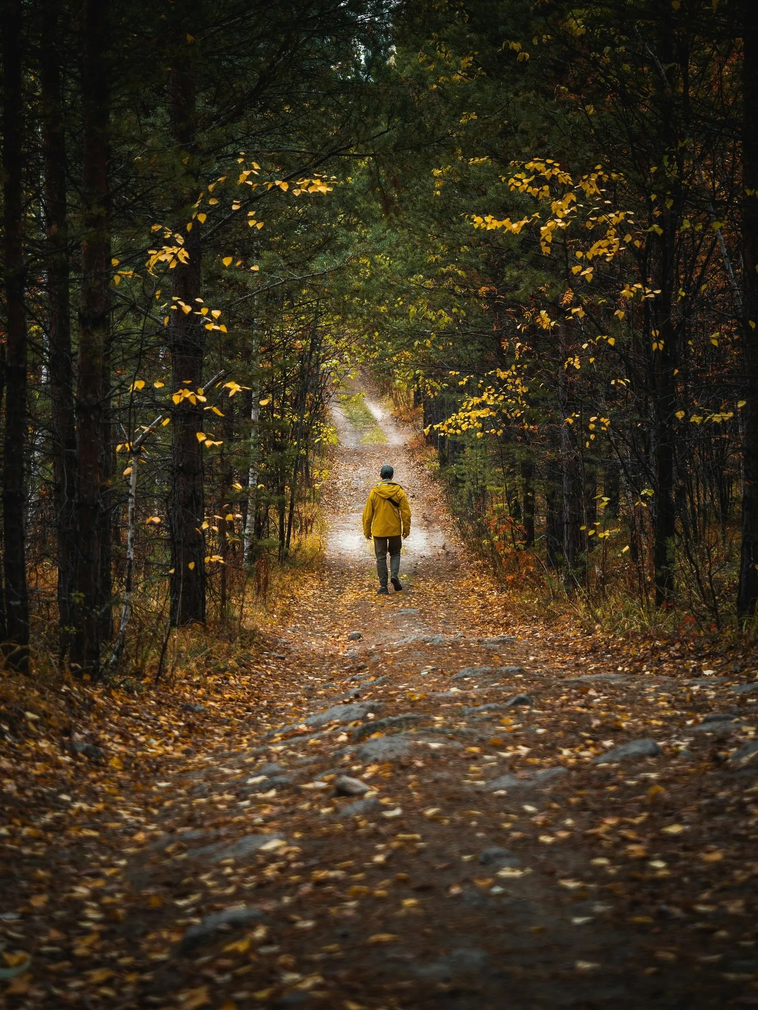 Person walking alone down a leaf-covered forest path