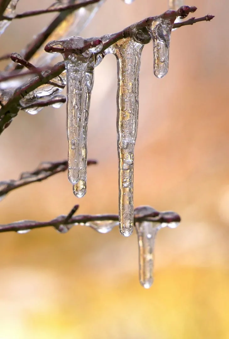 Icicles hanging from a branch, melting in warm light