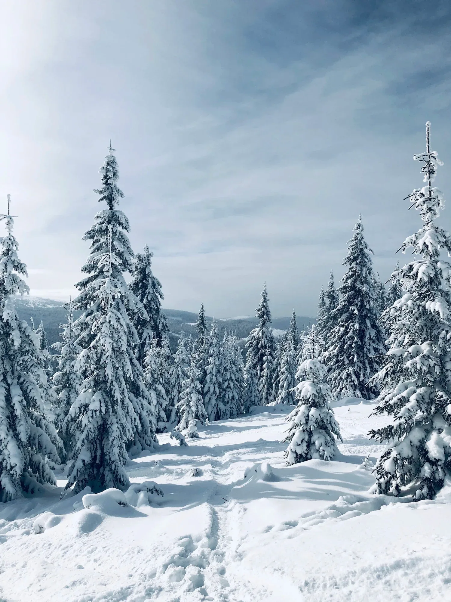 Snow-covered evergreen trees under a blue sky