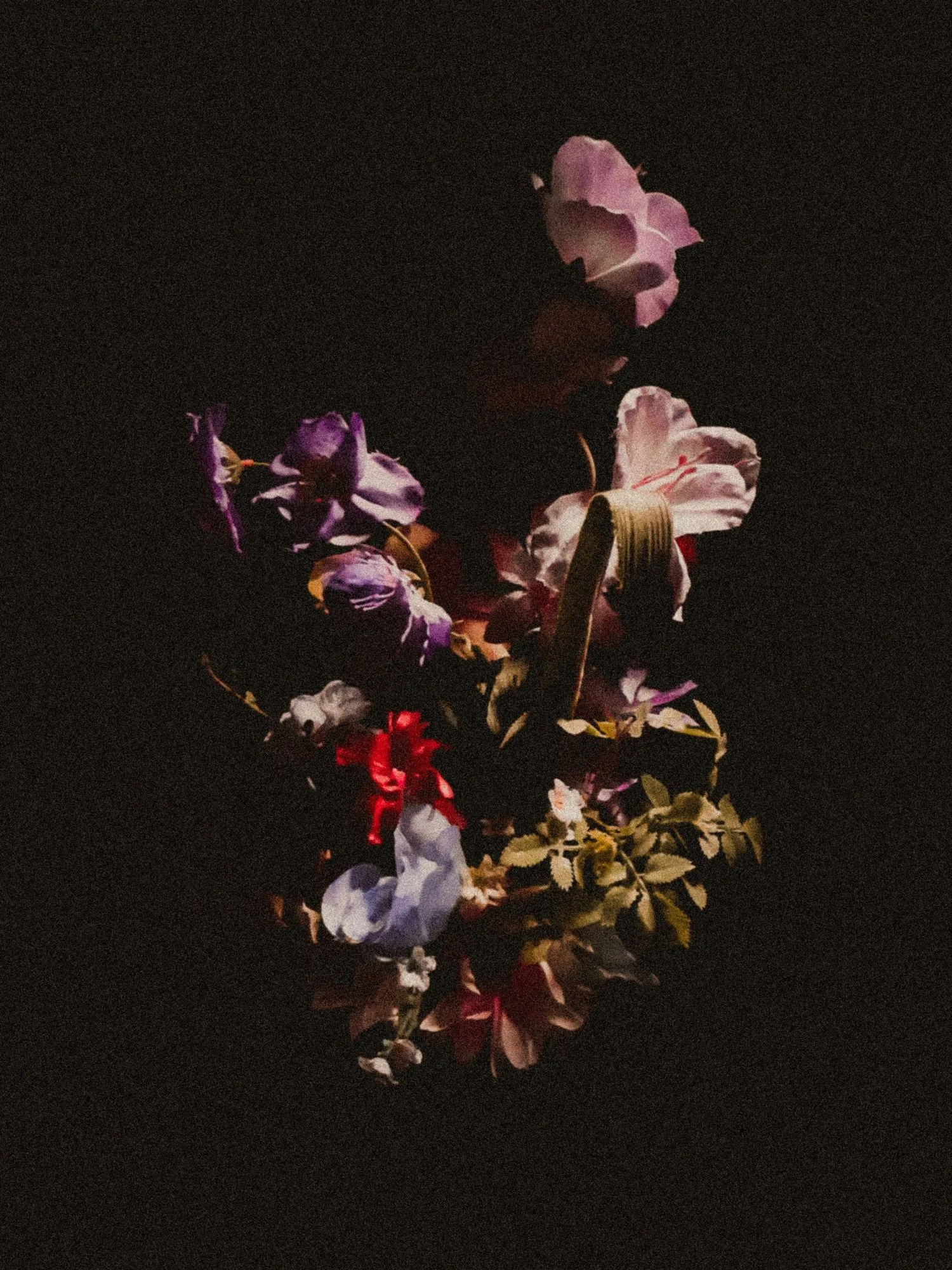 Dried flowers against a dark background