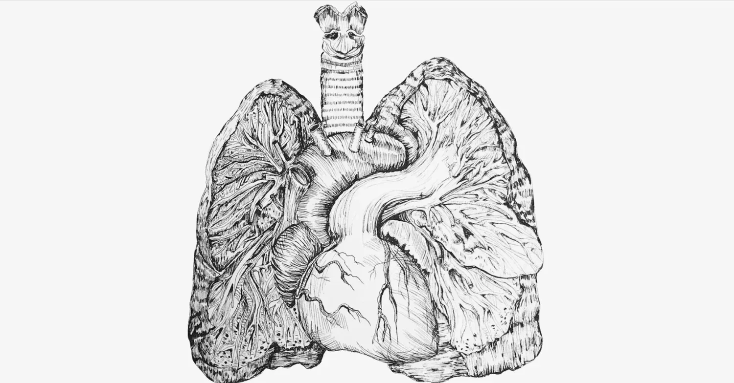Pen-and-ink illustration of human lungs