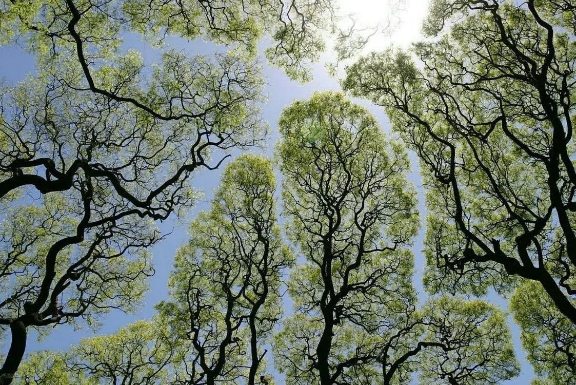 Looking up at a canopy of green treetops against the sky