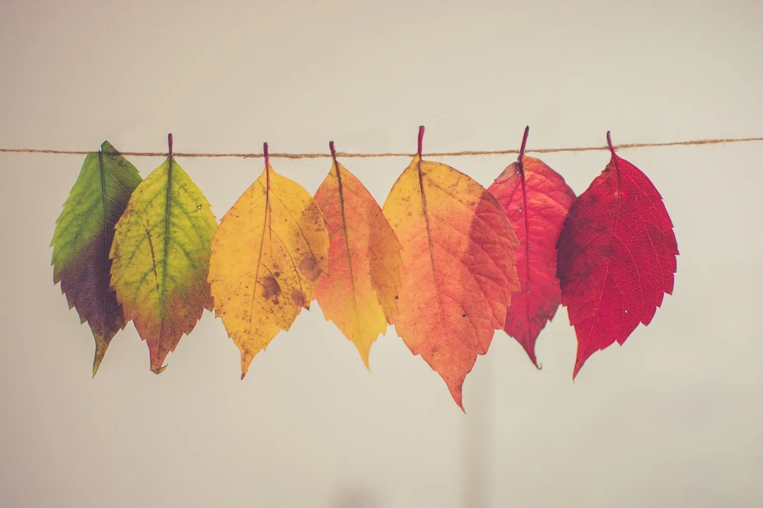 Autumn leaves in shades of green to red clipped to a string