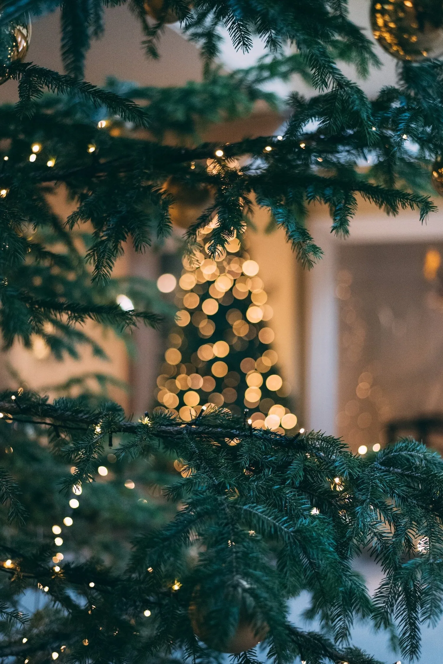 Close-up of a softly lit evergreen tree with holiday lights