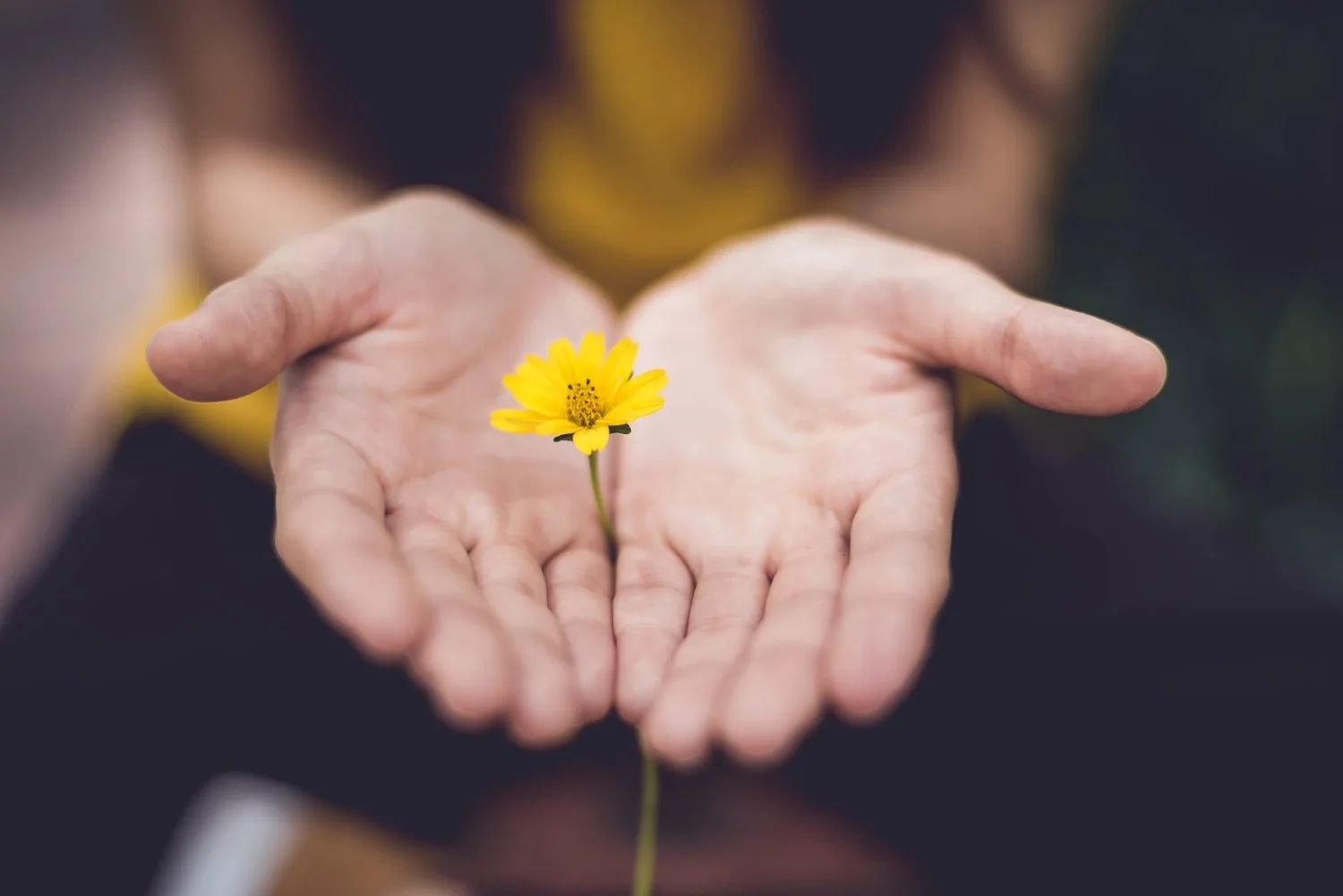 Open palms holding a small yellow flower
