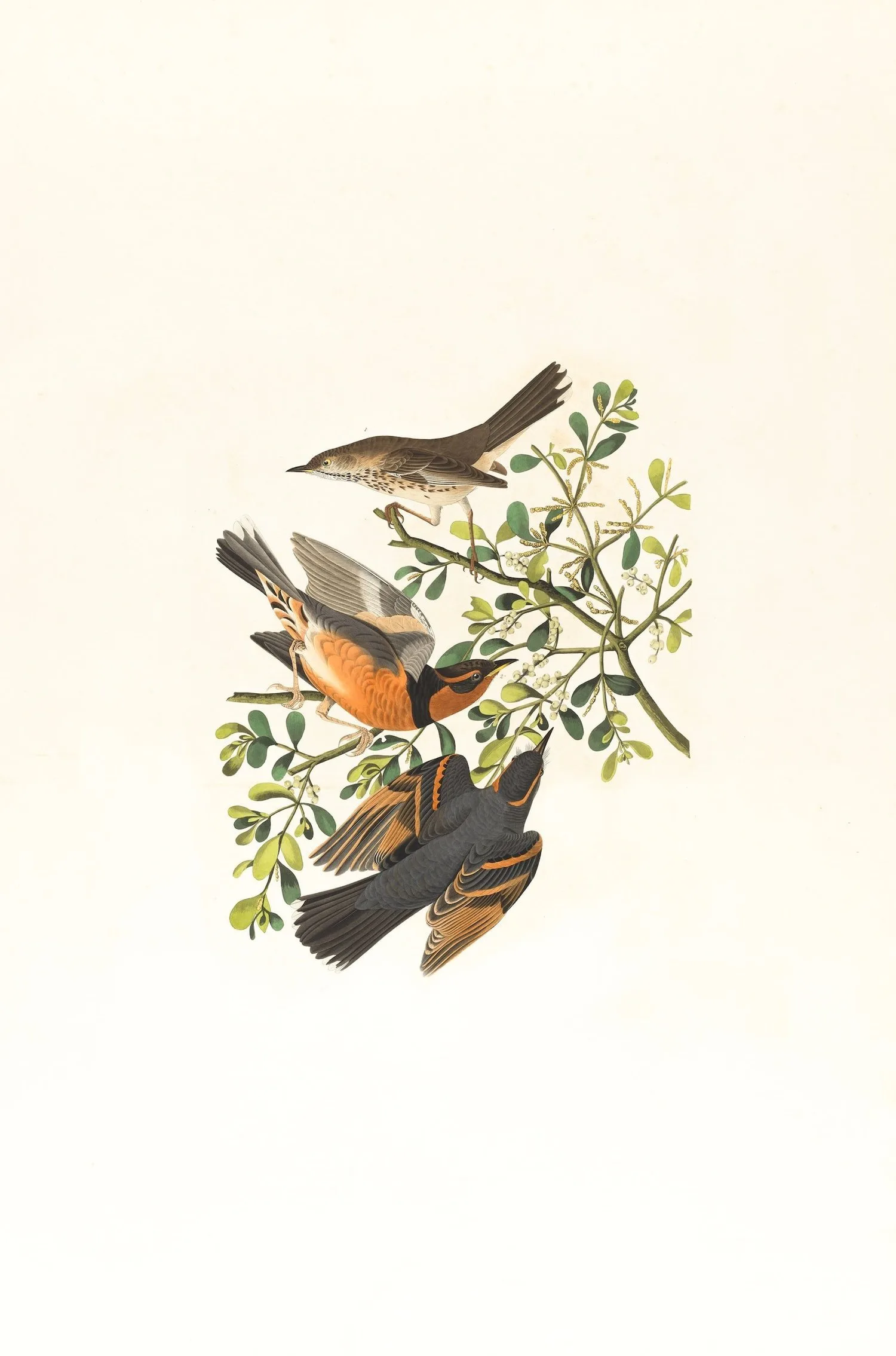Botanical illustration of a small bird perched on a leafy branch
