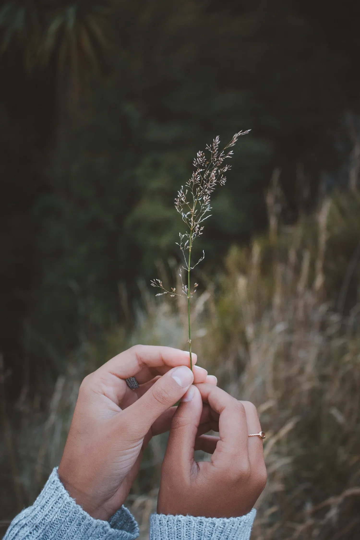 Hands gently holding a sprig of dried grass